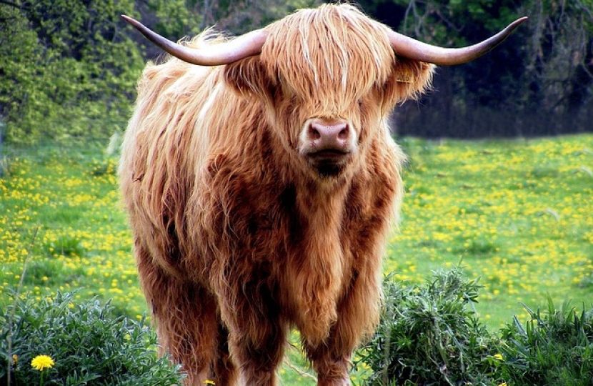 Highland Cow