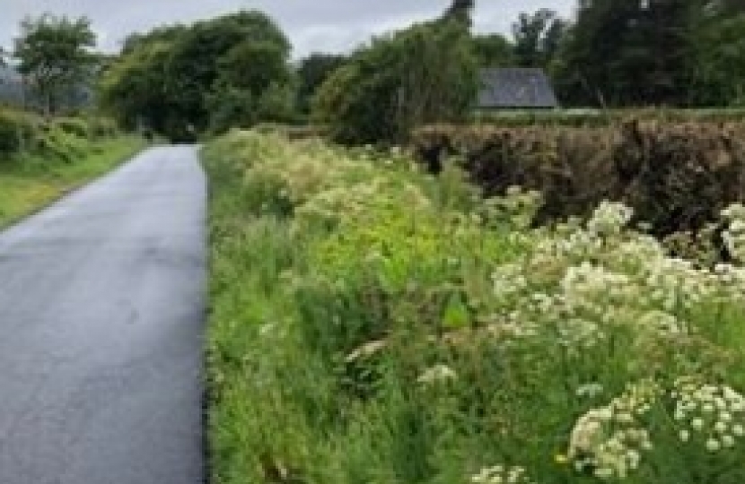 Overgrown verge