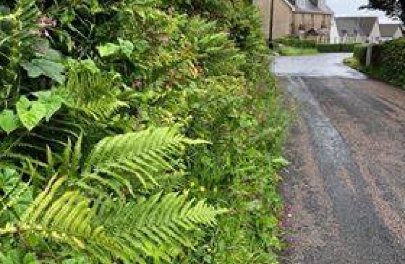 Overgrown verge